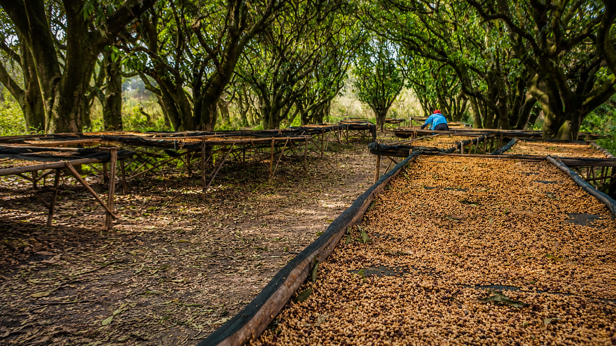 Why We Dry Coffee in the Shade