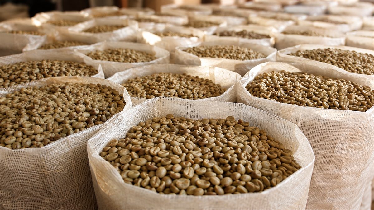 Bagged green coffee prepared after sorting at Copala Estate