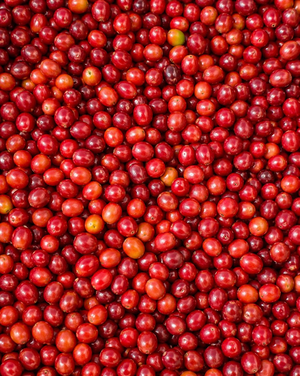 Close-up of ripe red coffee cherries harvested at Copala Estate