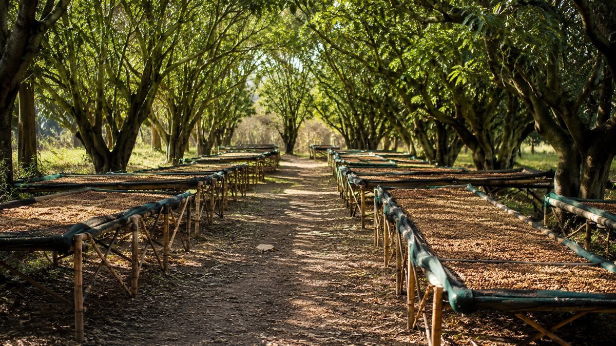 Copala coffee drying slowly on raised shade drying trays