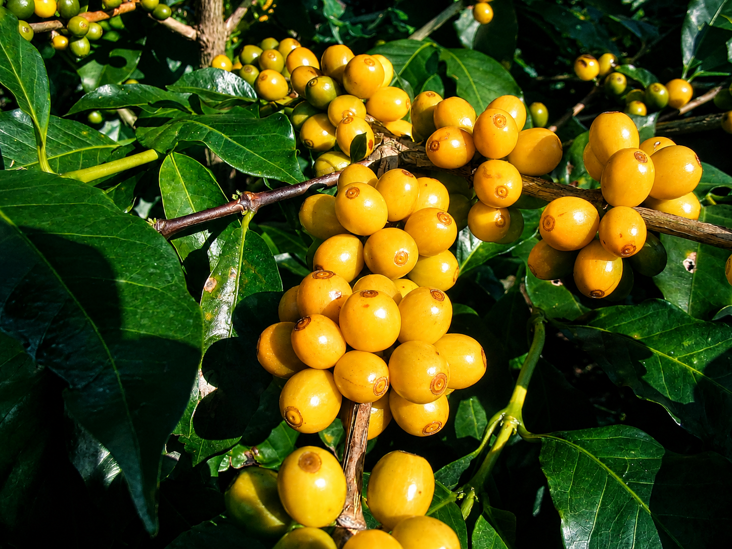 Yellow Catimor coffee cherries growing at Copala Estate